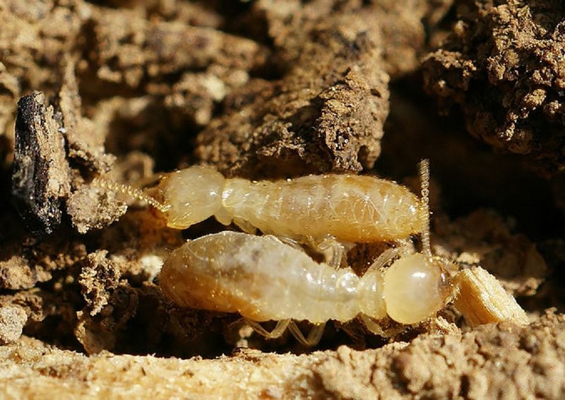 Файл:Reticulitermes banyulensis crop.jpg