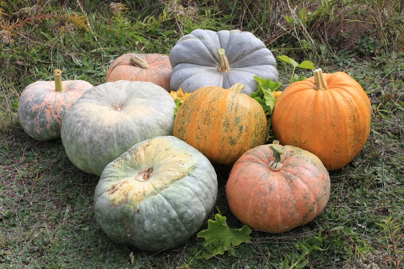Файл:Cucurbita 2011 G1.jpg